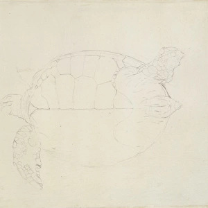 Chelonia mydas, green sea turtle