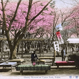 Cherry Blossom and refreshments in Ueno Park, Tokyo, Japan