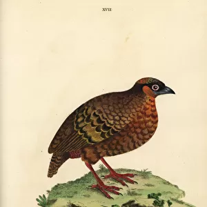 Phasianidae Collection: Chestnut Bellied Partridge