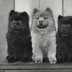 Three Chow puppies