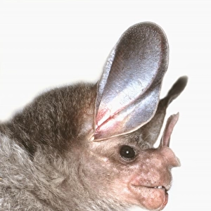 Hipposideridae Glass Frame Collection: Big-eared Leaf-nosed Bat