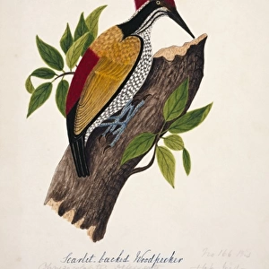 Woodpeckers Framed Print Collection: Buff Spotted Woodpecker