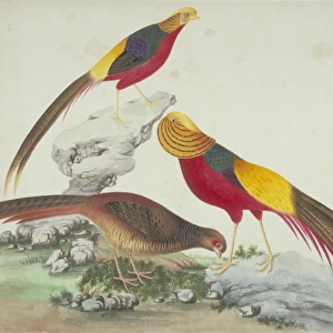Chrysolophus pictus, golden pheasant