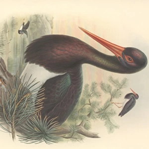 Ciconia nigra, black stork
