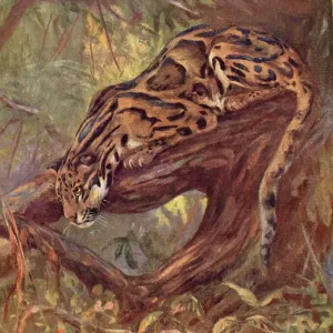 Clouded Leopard Print - A Clouded Leopard on a Tree Clouded Leopard Print - A Clouded Leopard on a Tree