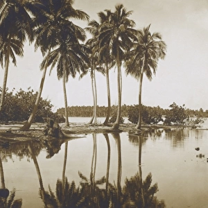 Coastal Scene with Palm Trees, Tahiti