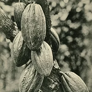 Cocoa bean pods - Trinidad - West Indies