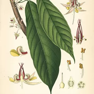 Cocoa or cacao leaf, Theobroma cacao