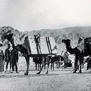 Colonials in Persia, transporting luggage by camel
