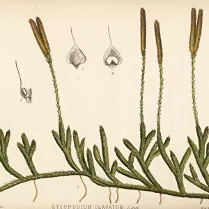 Common club-moss, Lycopodium clavatum
