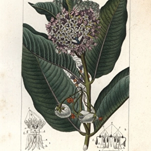 Common milkweed, Asclepias syriaca