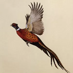 Awe-Inspiring Bird Prints: Phasianidae