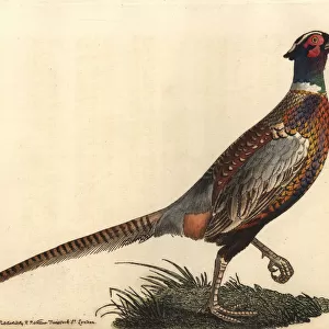Common pheasant (ring-necked), Phasianus colchicus torquatus