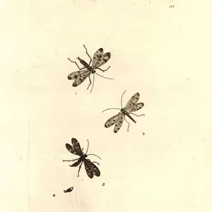 Common scorpionfly, Panorpa communis