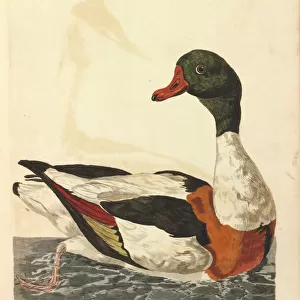 Ducks Glass Frame Collection: Common Shelduck