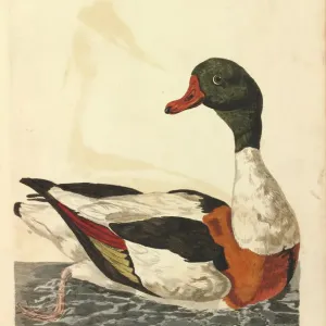 Common Shelduck