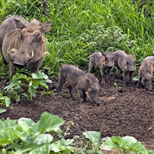 Common Warthog - family