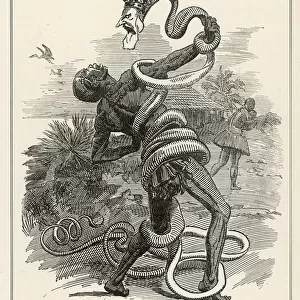 Snakes Mounted Print Collection: Congo Snake