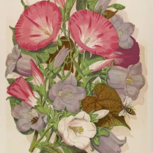 Convolvulus and Campanula Print with Bees Convolvulus and Campanula Print with Bees