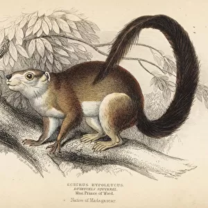 Cream-coloured giant squirrel, Ratufa affinis