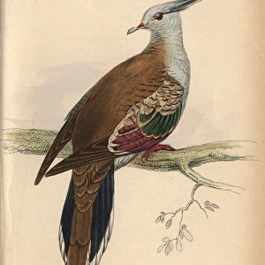 Crested pigeon, Ocyphaps lophotes