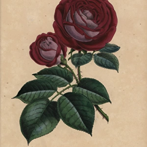 Crimson and mauve tea rose Cheshunt hybrid