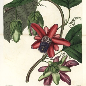 Crimson winged-stem passionflower, Passiflora alata