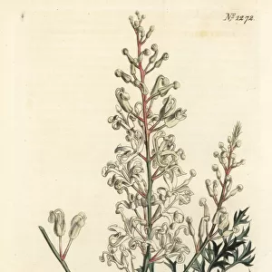 Crinkle bush or parsley fern, Lomatia silaifolia