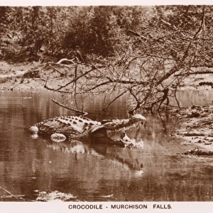 Crocodile at Murchison Falls, Uganda