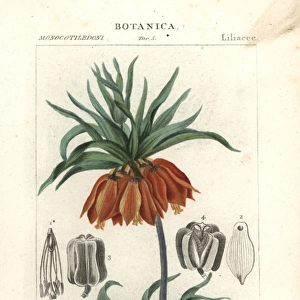 Crown imperial, Fritillaria imperialis