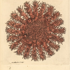 Crown of thorns starfish, Acanthaster planci