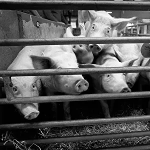 Curious pigs in a pen at Bury St Edmunds cattle market