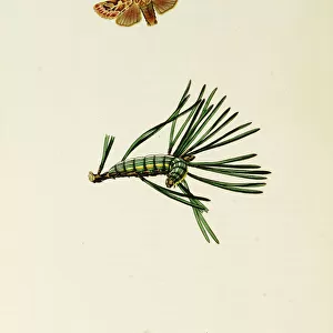 Curtis British Entomology Plate 117