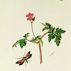 Curtis British Entomology Plate 152