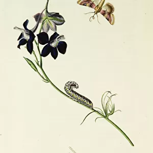 Curtis British Entomology Plate 76