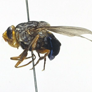 Cuterebra, rodent botfly