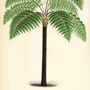 Cyathea contaminans tree fern