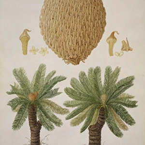 Cycas media, nut palm