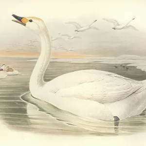 Swans Jigsaw Puzzle Collection: Tundra Swan