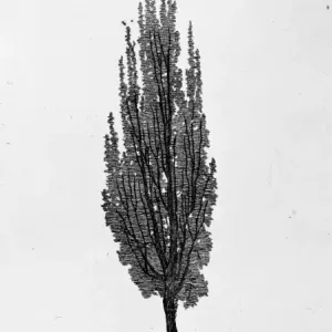 Cypress Tree Print, 1771 Cypress Tree Print, 1771