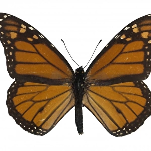 Danaus plexippus, monarch butterfly