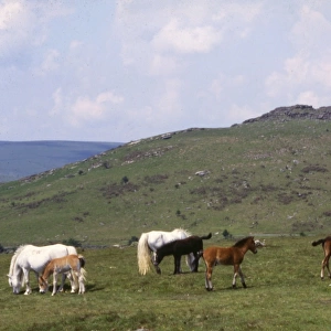 Dartmoor ponies at Sharp Tor, Devon
