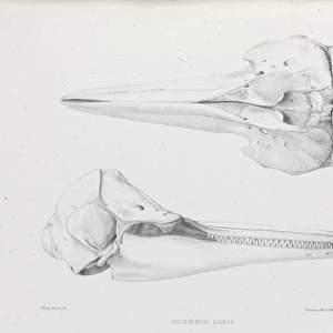 Delphinus doris, plate 20