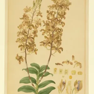 Dendrobium discolor Watercolour Print, 1806-10 Dendrobium discolor Watercolour Print, 1806-10