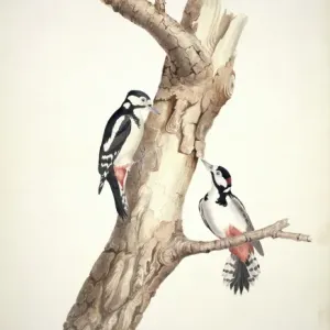 Great Spotted Woodpecker