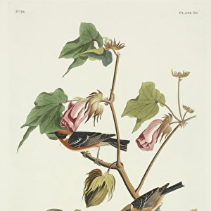 Dendroica castanea, bay-breasted warbler