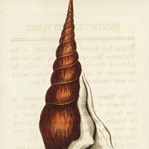 Denticulated fusee shell, Tibia fusus conch shell
