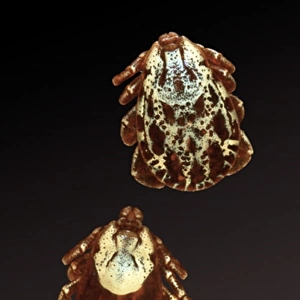Dermacentor andersoni, Rocky Mountain wood tick