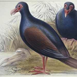 Didunculus strigirostris, tooth-billed pigeon