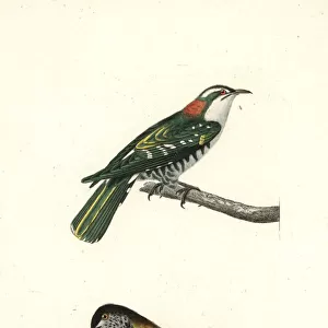 Cuckoos Collection: Diederik Cuckoo